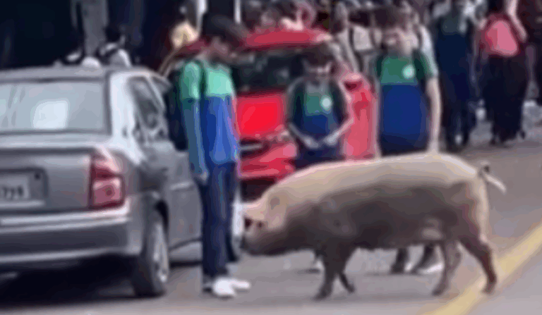 ‘Cuidado com o porco’: animal causou tumulto em frente escola na zona Leste; veja