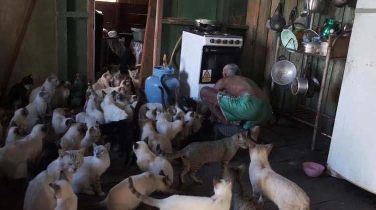 Mutirão emergencial castra 80 gatos que viviam com casal no Careiro